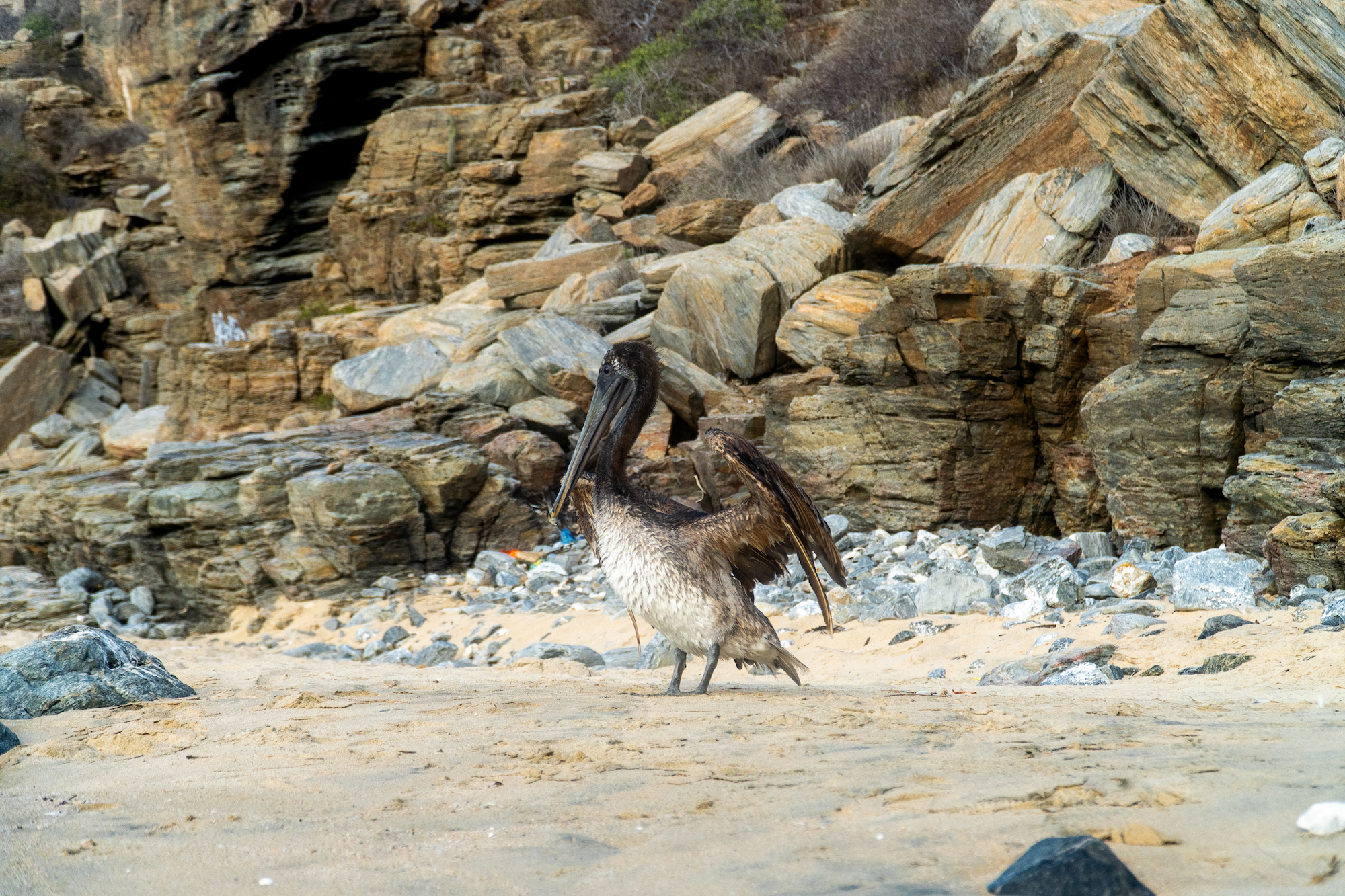 Brown pelican on the beach.