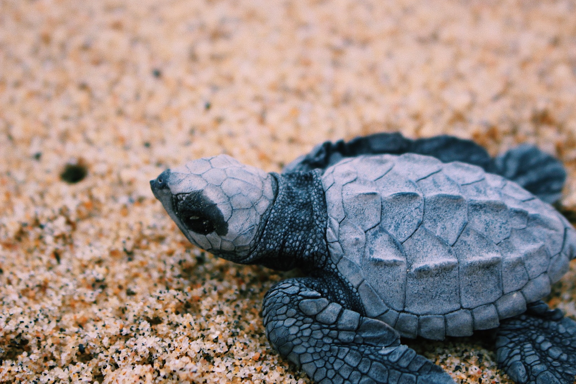 Baby sea turtle.