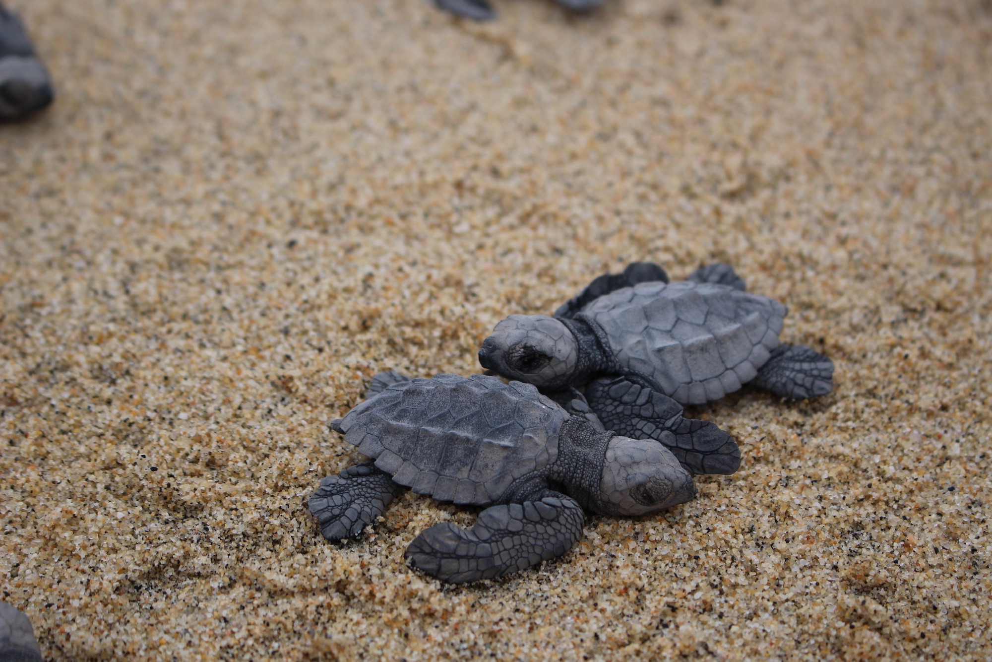 Two baby sea turtles.