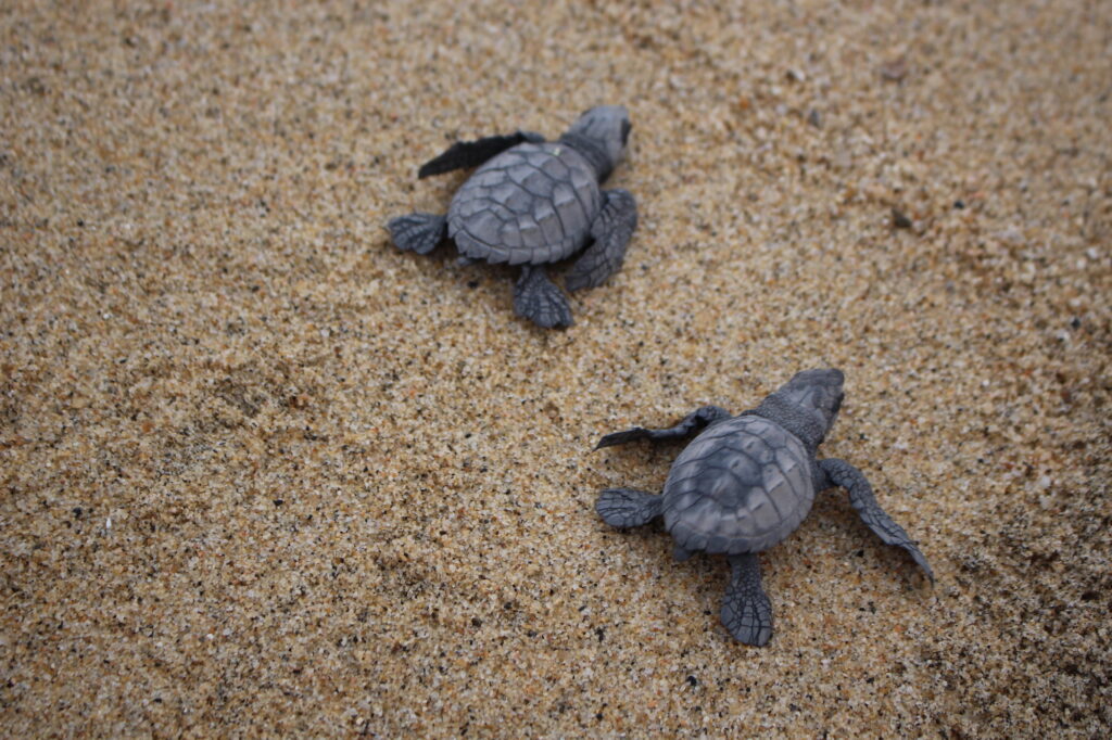 Two baby sea turtles.