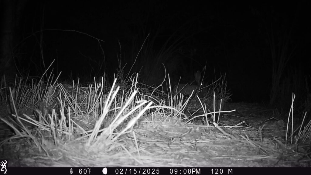 Black and white night camera footage of a black-tailed rabbit.